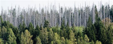 Folgen des Klimawandels Wäldern in Deutschland geht es so schlecht wie nie