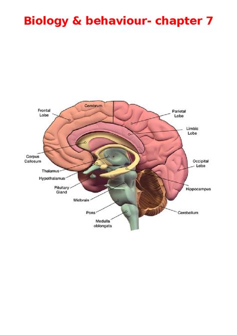 Brain & Behaviour - Summary Psychology - Biology & behaviour- chapter ...