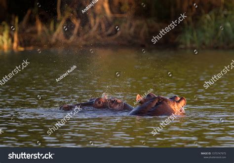 Hippos Tana Lake Ethiopia Stock Photo 1373747975 Shutterstock