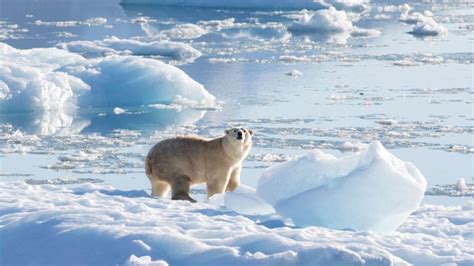 Canadas Polar Bear Capital Churchill Warms Too Fast For Bears Bbc News