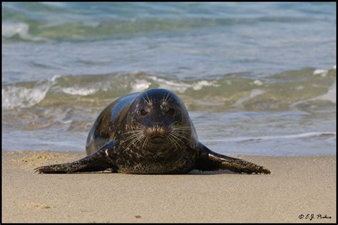 Harbor Seal Page