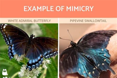 Mimicry vs. Camouflage - Definition, Characteristics, Examples