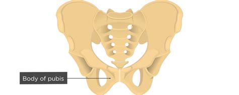 Hip Bone Anatomy | GetBodySmart