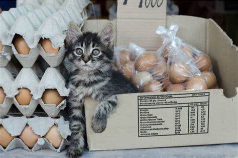 Can Cats Eat Eggs