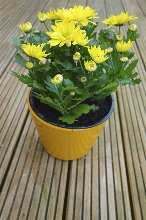 Repotting Chrysanthemums When And How To Repot A Mum Plant Planting