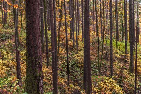 Enchanted Forest Photograph By Loree Johnson Fine Art America