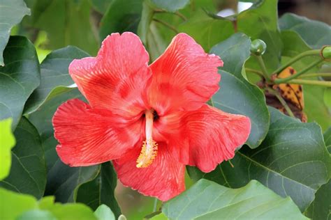 Flor De Maga La Flor Nacional De Puerto Rico Teleflor