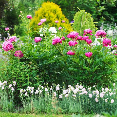 5 peony pruning mistakes to avoid if you want these romantic blooms to come back year after year ...