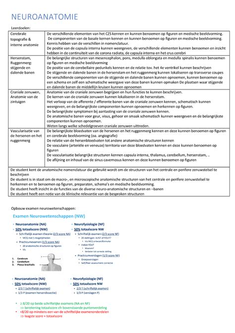 Neuroanatomie Samenvatting Neuroanatomie Leerdoelen Cerebrale