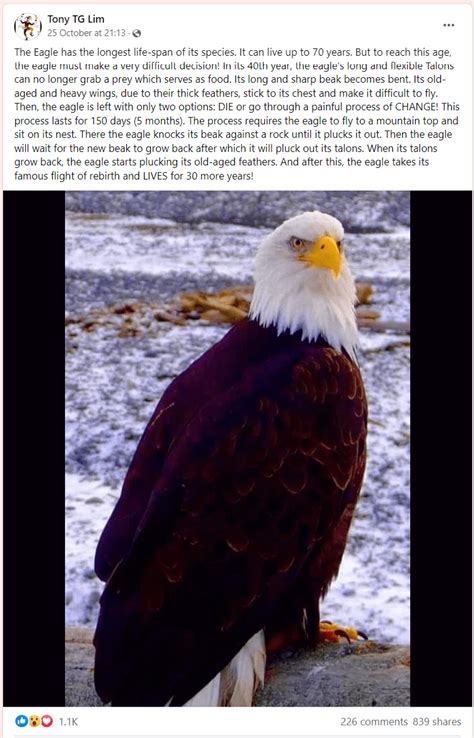 Bald Eagles Do Not Live Up To 70 Years And Do Not Undergo A Painful