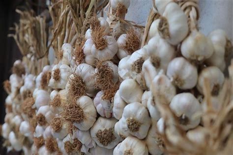 Buruna Sarımsak Koymak Zararlı Mı Güncel Oku