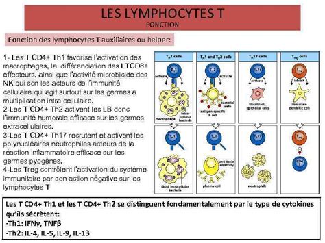 Les Lymphocytes T Introduction Caractéristiques Ontogenèse Activation