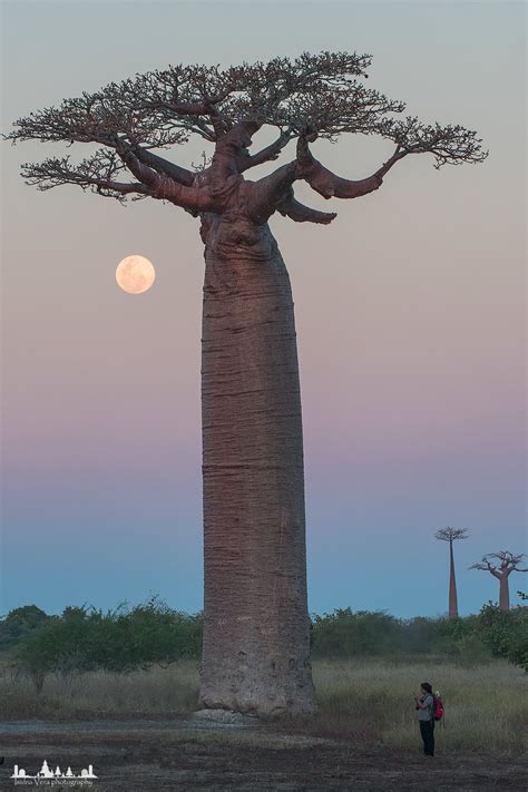 Baobab - Madagascar 2017 | Weird trees, African tree, Unique trees