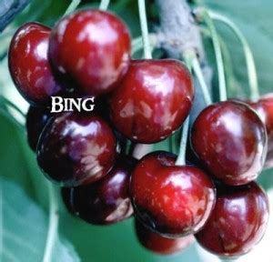 Bing Cherry Tree for Sale - Bob Wells Nursery