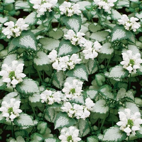 Lamium maculatum 'White Nancy' - 4.5" – Evergreen Nursery, Inc.