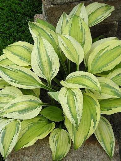 Hosta Care The Ultimate Guide To Planting And Growing Plaintain Lilies