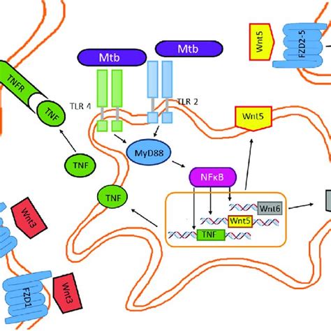 Mycobacterium Tuberculosis Structure