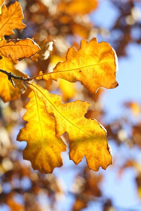 Yellow Oak Leaves Stock Image Image Of Fresh Environment 59039097