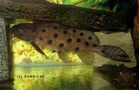 Mochokidae Synodontis Ocellifer PeŘovec OČkatÝ PeŘovec SkvrnitÝ