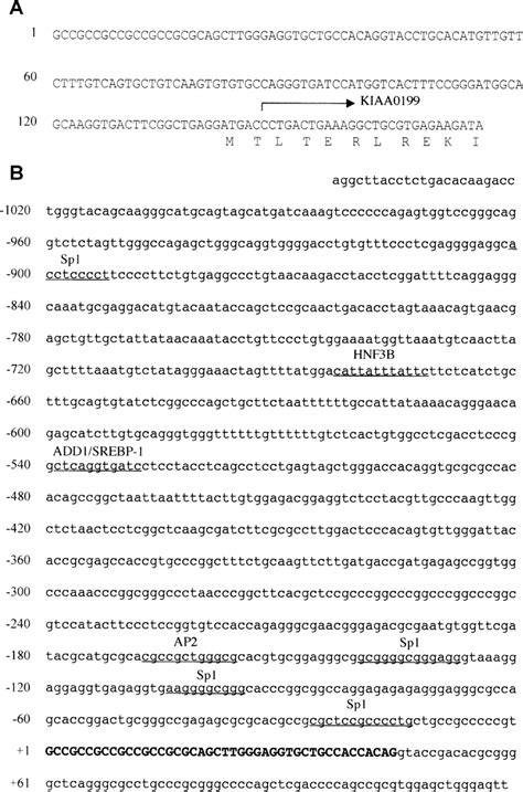 A Nucleotide Sequence Of The Region Of Sterol Regulatory Element