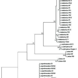 Molecular Phylogeny Inferred From A Maximum Likelihood And Bi Coi Gene