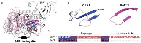 Structural Similarity Between Zikv Virions And App Protein A The