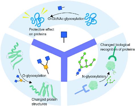 The Effects Of N Glycosylation O Glycosylation O Glcnac Glycosylation