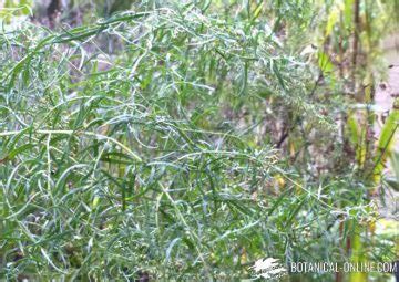 Characteristics of tarragon plant – Botanical online