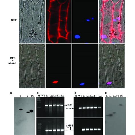 Subcellular Localization Of SbSI 1 Protein Homolog Determination And