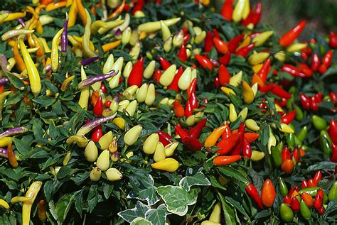 Chili Pepper Xmas Tree