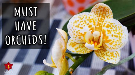 Missorchidgirl Amazing Phalaenopsis Orchids You Should Have