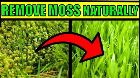 How To Get Rid of Moss In a Lawn Naturally & Fast – HOME REMEDIES ...