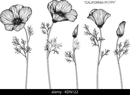 Hand Gezeichnet Kalifornischer Mohn Blumen Und Skizze Mit Line Art Auf