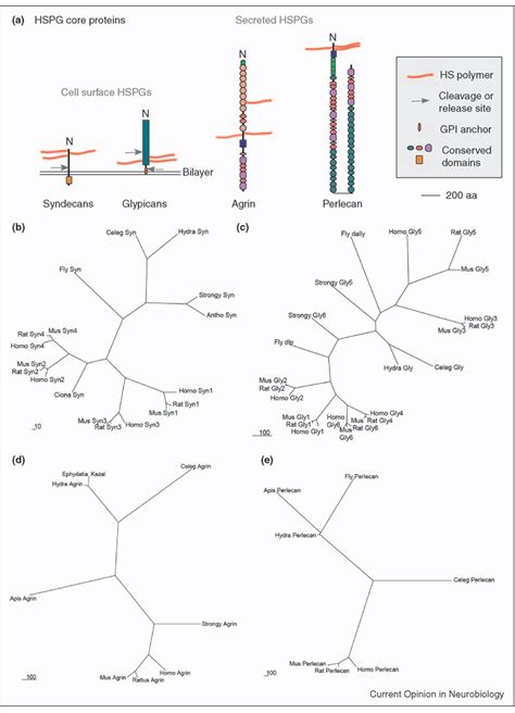 Figure From Heparan Sulfate Proteoglycans And The Emergence Of