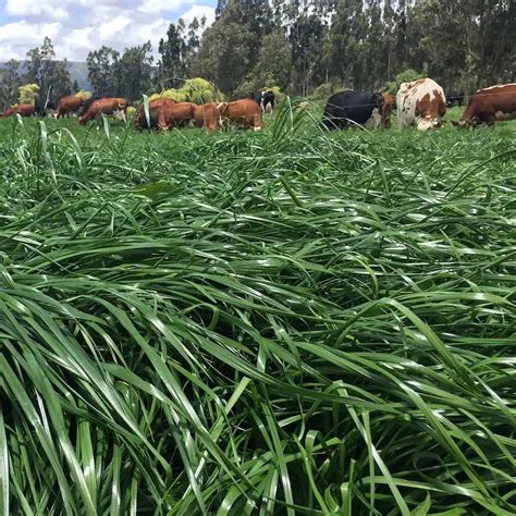 Ryegrass Nabucco Semillas De Forrajes Croper