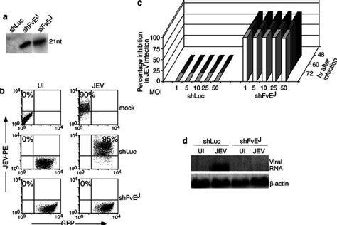 Lentiviral Delivery Of Fve J Shrna Suppresses Jev Replication In Neuro