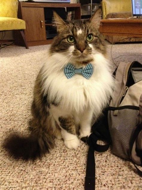 The 20 Best Pictures Of Cats In Bow Ties Cats Cats And Kittens