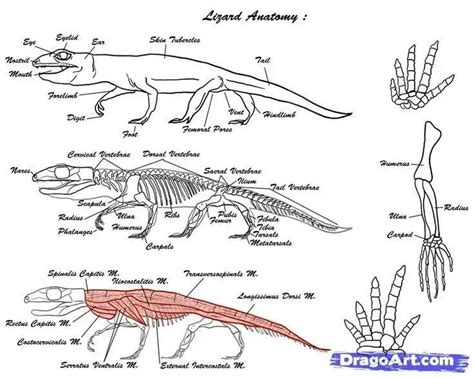 Image Result For Lizard Anatomy Anatomy Reference Lizard Anatomy