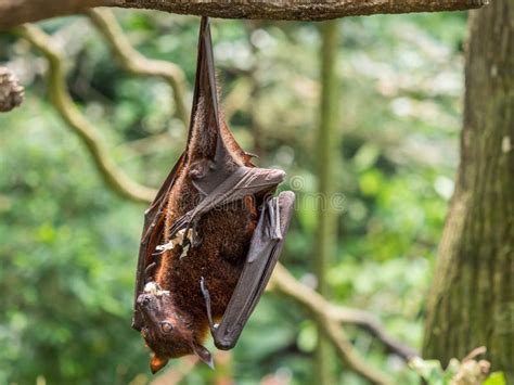 Scary Flying Fox on Tree with Fruits Stock Photo - Image of fruitbat, asia: 99057774