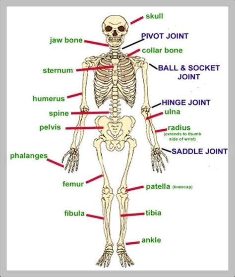 Human joints diagram - Graph Diagram