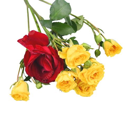 Yellow Rose Red Rose Bouquet, Yellow Rose, Red Rose, Bouquet PNG Transparent Image and Clipart ...