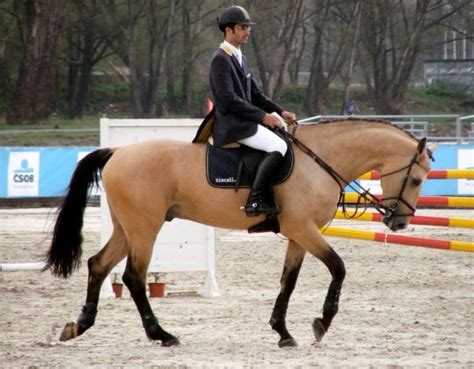 Have to have Buckskin just stunning (thoroughbred) ️ Dutch Warmblood, Warmblood Horses, Eventing ...