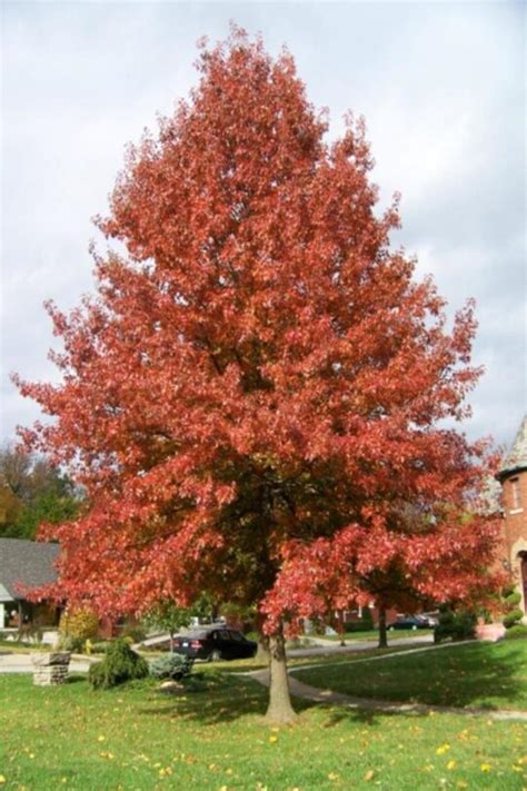 Ch Ne Ellipsoidalis Un Arbre Pour Mon Quartier