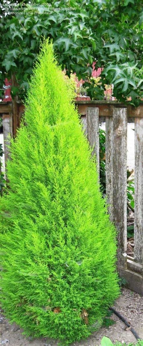 Care Tips For Lemon Cypress Trees Lemon Cypress Cypress Trees Backyard Garden