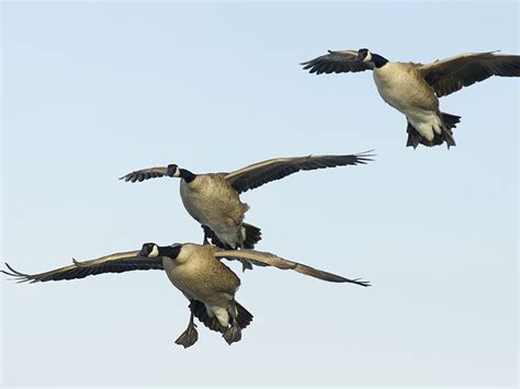 Canada Goose Hunting - Waterfowlers Challenge