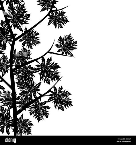 Black And White Leaves Border