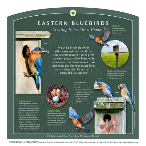 Outdoor Interpretive Sign: Eastern Bluebird, ID Guide, Breeding