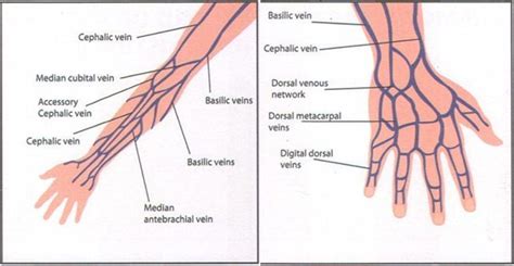 Good Diagram Of The Locations Of The Hand And Arm Veins Good Reference