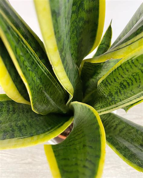 Buy NICHE GARAGE Live Plant With Grown Pot Live Snake Plant