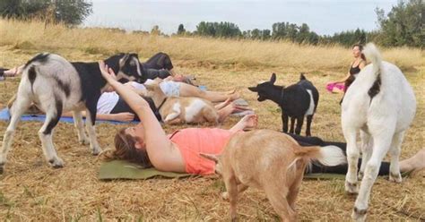 Goat Yoga, the latest craze - CBS News